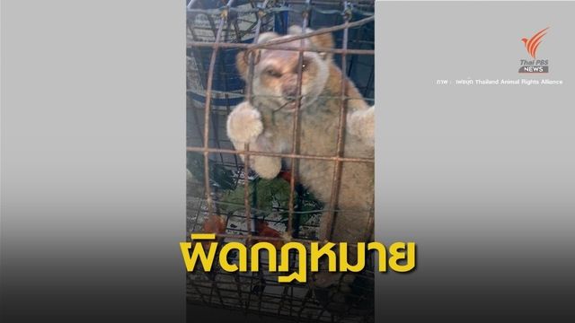 เย้ยกรมอุทยาน! ขาย “นางอาย” ในตลาดนัดค่ายทหาร 