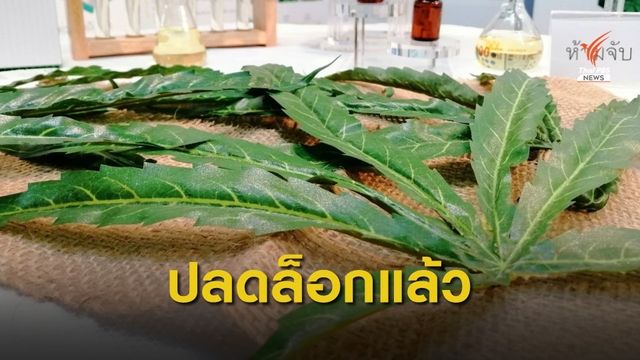 ปลดล็อก สารสกัดกัญชงและกัญชา ไม่เป็นยาเสพติด