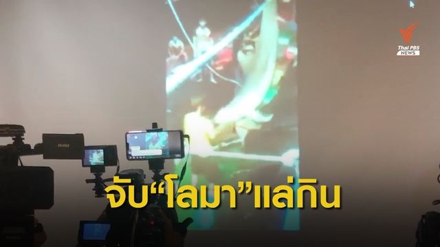 จับไต๋เรือและผู้ช่วย จับโลมานำมาแล่ทำอาหาร