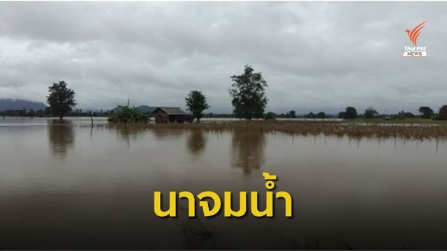 ชาวนาพิษณุโลก ไม่ทันเกี่ยวข้าว คืนเดียวน้ำท่วมจม 30 ไร่ 