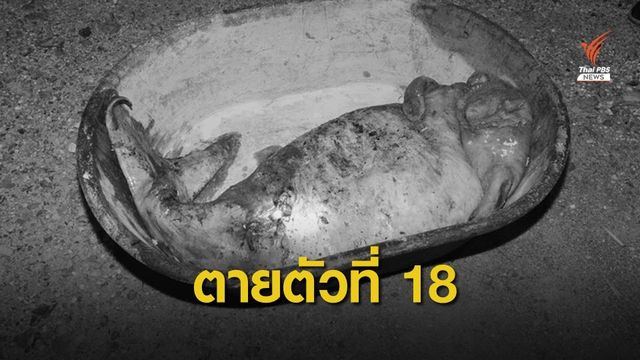 ตายอีก! พบซากพะยูนเกยตื้นปากคลองตาเปะ จ.ตรัง