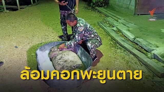 ล้อมคอกป้องกันพะยูนตาย 