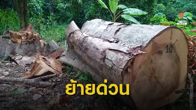 กังขา! สั่งย้ายหน.อุทยานน้ำตกสี่ขีด หลังบุกจับพระตัดไม้ 
