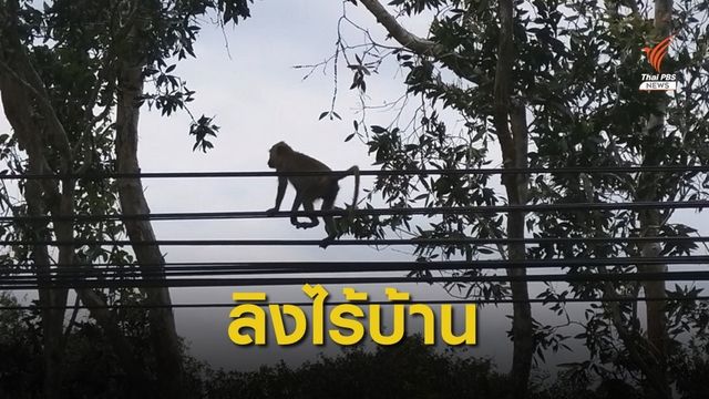 ลิงไร้บ้าน หลังไฟไหม้ป่าพรุควนเคร็ง 