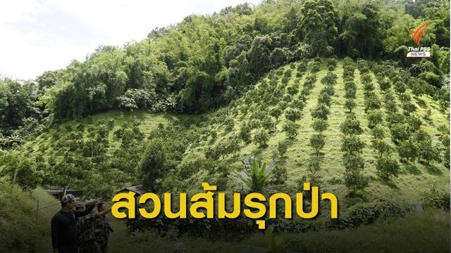 "พญาเสือ" บุกยึด "สวนส้ม" รุกป่าอุทยานฯ ดอยผ้าห่มปก 128 ไร่  