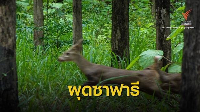 มูลนิธิสืบ ชี้ "ซาฟารี" ห้วยขาแข้งไม่ใช่คำตอบสุดท้ายจัดการสัตว์ป่า