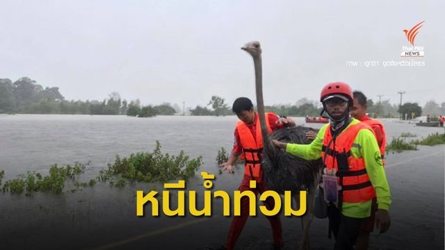 ทีมกู้ภัยช่วยเคลื่อนย้ายสัตว์หนีน้ำท่วมยโสธร