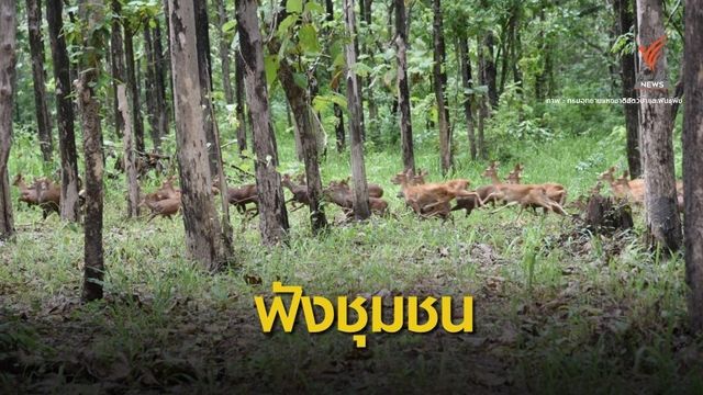 "กรมป่าไม้" ยังไม่เคาะใช้พื้นที่ผุดซาฟารีห้วยขาแข้ง