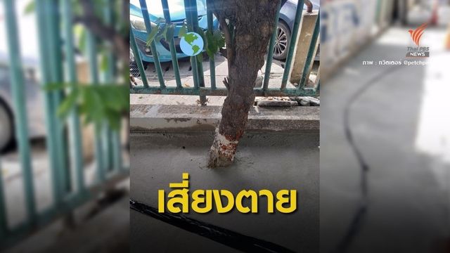 กังขา! เทปูนทับต้นไม้หน้าบีทีเอสหมอชิต 