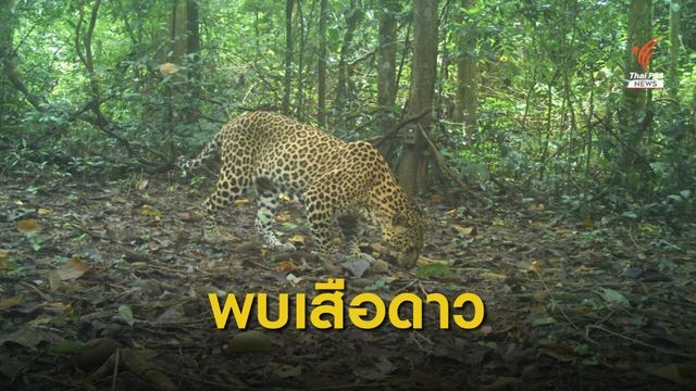 พบครอบครัวเสือดาวในป่าแก่งกระจาน