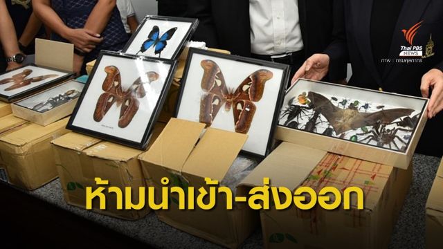 ยึดผีเสื้อ-แมลงสัตว์ป่าในพัสดุตีกลับจากสหรัฐฯ พบต้นทาง จ.พะเยา