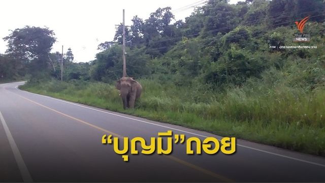 ช้างเซ็ง! เจอเสียง จนท.เรียกชื่อคำเดียวถึงกับถอนหายใจ 