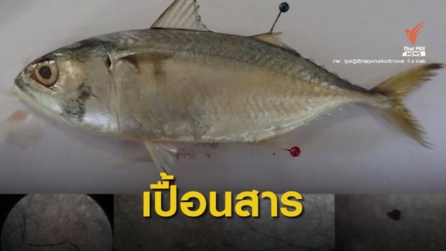 ตะลึง! ปลาทูหาดเจ้าไหม 1 ตัว เจอไมโครพลาสติก 78 ชิ้น