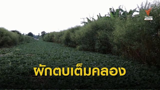 "ผักตบชวา-วัชพืช" เต็มคลอง กระทบทำมาหากิน 