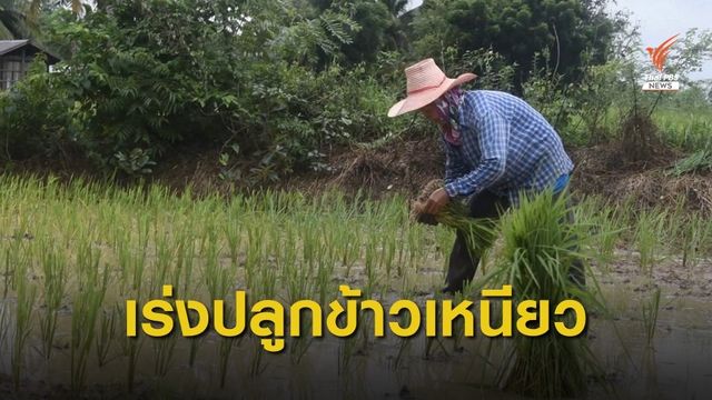 ชาวนาเร่งปลูกข้าวเหนียวหลังฝนตกต่อเนื่อง 