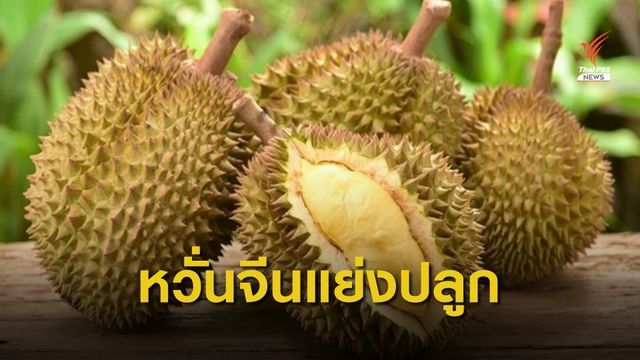 พณ.จับตาการปลูก "ทุเรียน" ในจีน