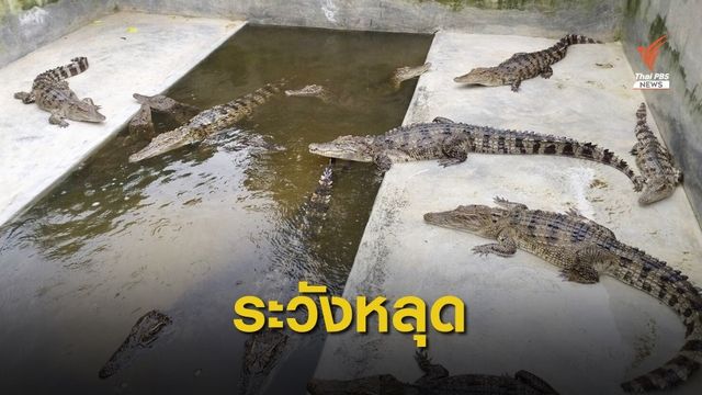สั่งประมงเฝ้าระวังฟาร์มจระเข้เขตน้ำท่วม