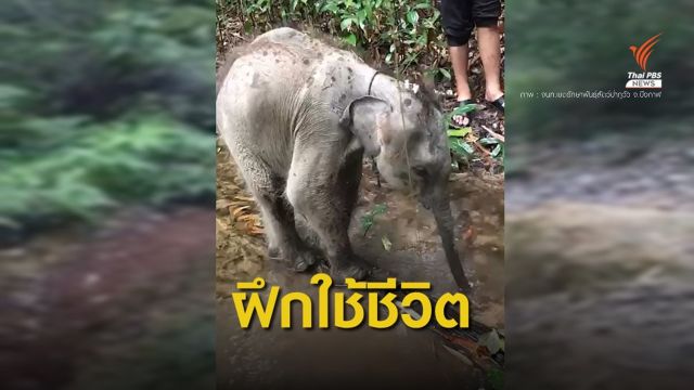 ฝึกลูกช้างป่า "ชบาแก้ว" ใช้ชีวิตธรรมชาติก่อนส่งกลับป่า