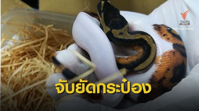 ยึด "งูสวยงาม"บัญชีไซเตส ลอบยัดกระปุกออมสินจากไต้หวัน 