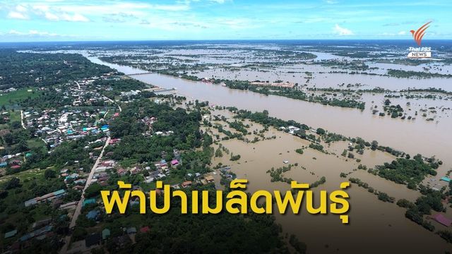 เครือข่ายเกษตรฯเมืองอุบล เตรียมทำ "ผ้าป่าเมล็ดพันธุ์" หลังพื้นที่เกษตรฯถูกน้ำท่วม