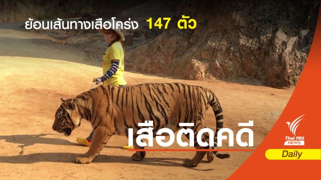 ย้อนเส้นทางเสือโคร่งของกลาง 147 ตัว