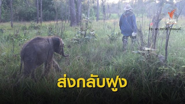 จนท.เกาะติดฝูงช้างป่า หวังส่ง "ชบาแก้ว" คืนฝูง 