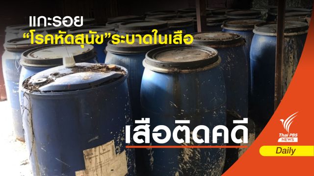 “กรมอุทยาน” ให้ทีมมหิดลพิสูจน์เสือป่วยตายโรคหัดสุนัข 