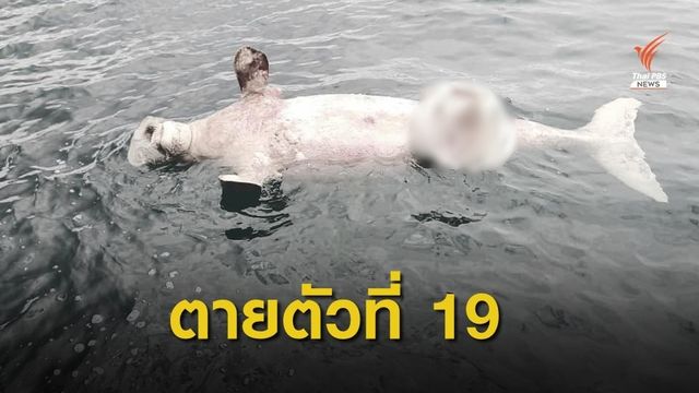 พบซาก "พะยูน" ลอยระหว่างเกาะยา-เกาะไหง คาดตายแล้ว 5-7 วัน