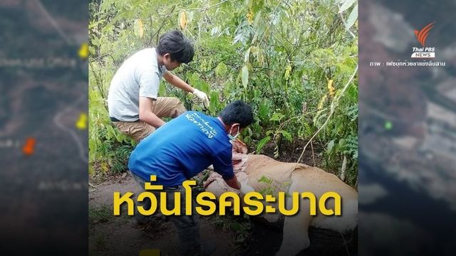 คาด "วัวแดง" ห้วยขาแข้งติดเชื้อ "โรคคอบวม" จากวัวบ้าน