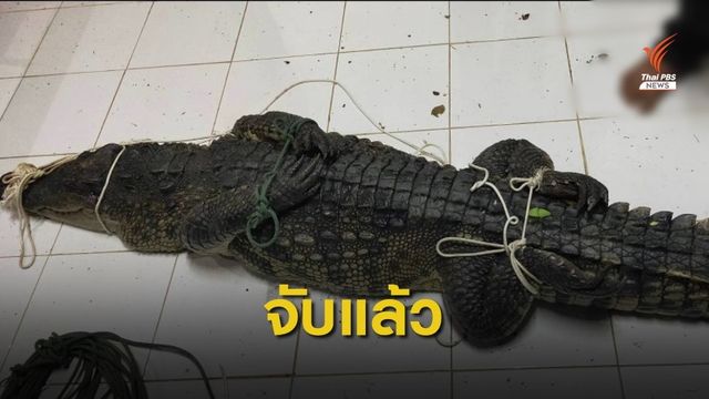จับแล้ว จระเข้โผล่บึงห้วยเจริญสุข สิงห์บุรี