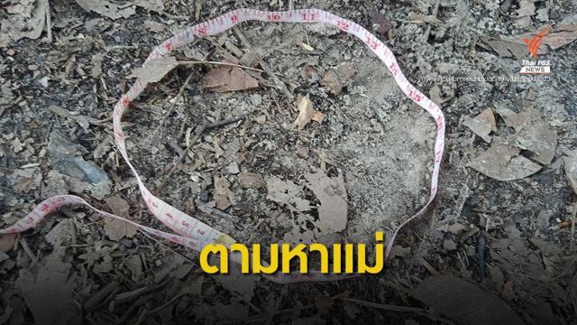 ทีมสำรวจป่าภูวัวเร่งแกะรอยโขลงแม่ช้าง "ชบาแก้ว"