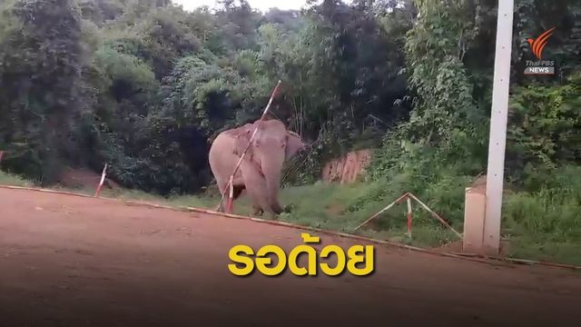 โชว์กร่าง! เตือนช้างแยกโขลงทางเข้าน้ำตกป่าละอู 