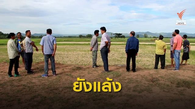 "ราชบุรี" ยังแล้งหนัก นาข้าวนับ 1,000 ไร่ใกล้ยืนต้นตาย