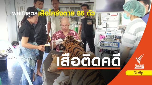 เฝ้าระวังเสือโคร่ง 44 ตัว "เครียด-เลือดชิด-ติดโรค" เสี่ยงตายเพิ่ม