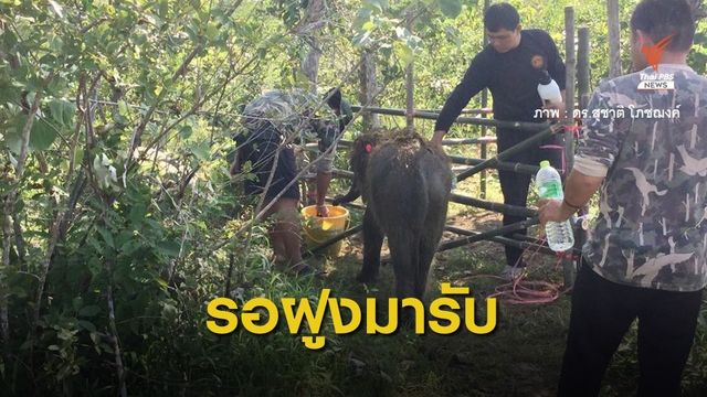 แม่ยังไม่มา! ปรับแผนส่ง "ชบาแก้ว" คืนฝูงช้างป่าภูวัว