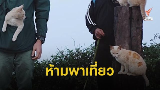 แจงปม "แมว" ตามนักท่องเที่ยวขึ้นดอยผ้าห่มปก