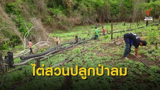 ป.ป.ท.ตั้งอนุฯ ไต่สวนคดี "ปลูกป่าลม" แก่งกระจาน