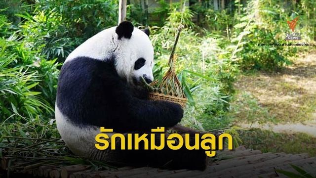 "เหมือนสูญเสียลูกชาย" ความในใจจากสัตวแพทย์ถึง "ช่วงช่วง" 