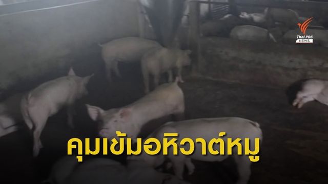 "เชียงราย" ห้ามย้ายสัตว์ 6 เดือน หลังอหิวาต์แอฟริกาในสุกรระบาด