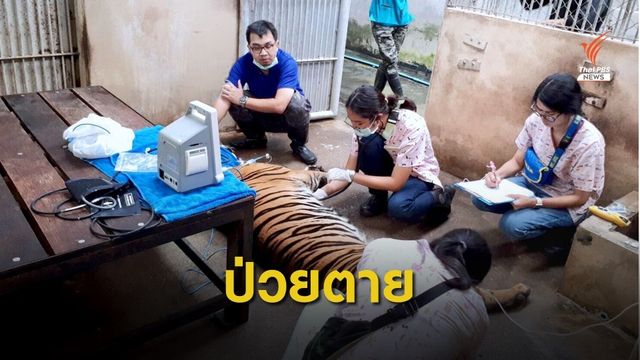 โรคหัดแมวคร่า 3 ชีวิตเสือโคร่งไนท์ซาฟารี
