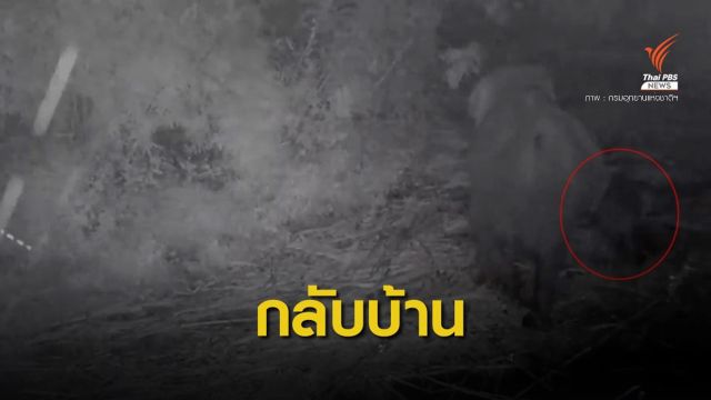 ภารกิจสำเร็จ! ส่งลูกช้างป่า "ชบาแก้ว" กลับเข้าโขลง