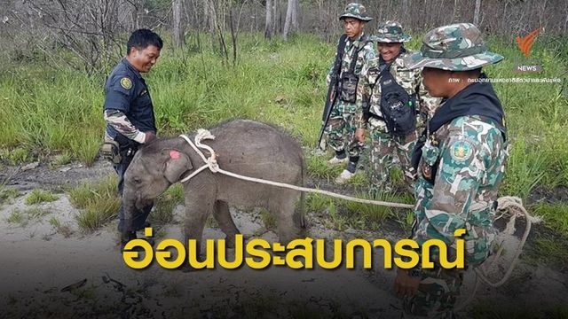 ลูกช้าง "ชบาแก้ว" ยังขาดประสบการณ์รอฟื้นสัญชาตญาณป่า