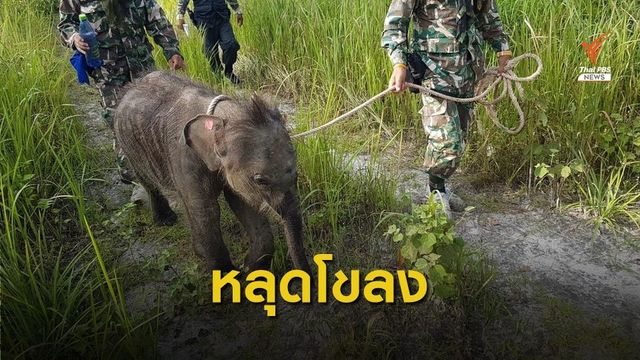พบลูกช้างป่า "ชบาแก้ว" หลุดโขลง-ร้องหิวนม 