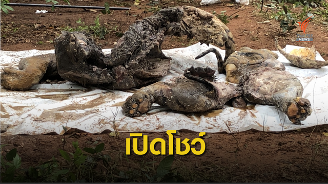 เปิดถังดอง "พายุ" เสือของกลางป่วยตาย อวัยวะอยู่ครบ
