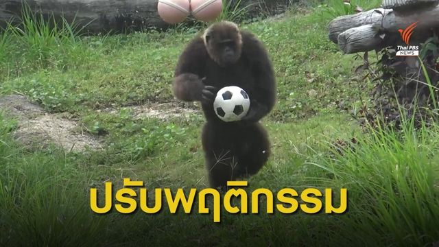 ปรับพฤติกรรม “เจ้าจ้อน” ลิงสวนสัตว์สงขลา ปาหินใส่นักท่องเที่ยว