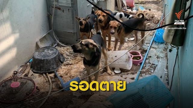จำใจทิ้ง! สุนัข 30 ตัว เหตุเจ้าของป่วยเป็นเบาหวาน