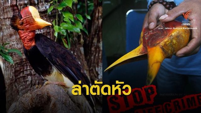 ถูกสั่งล่า! เสี่ยงสูญพันธ์ุ ดัน "นกชนหิน" เป็นสัตว์ป่าสงวน
