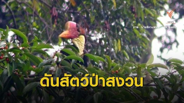 กรมอุทยานฯ ดัน "นกชนหิน" เป็นสัตว์ป่าสงวน