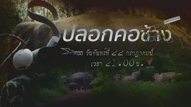 เปิดปม : ปลอกคอช้าง