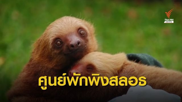 ภารกิจเยียวยา "สลอธ" คอสตาริกา 12 ปีปล่อยคืนป่า 100 ตัว